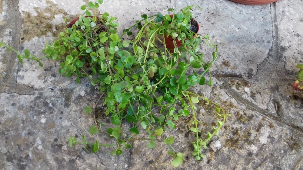Barba de Moisés/ Planta que trepa