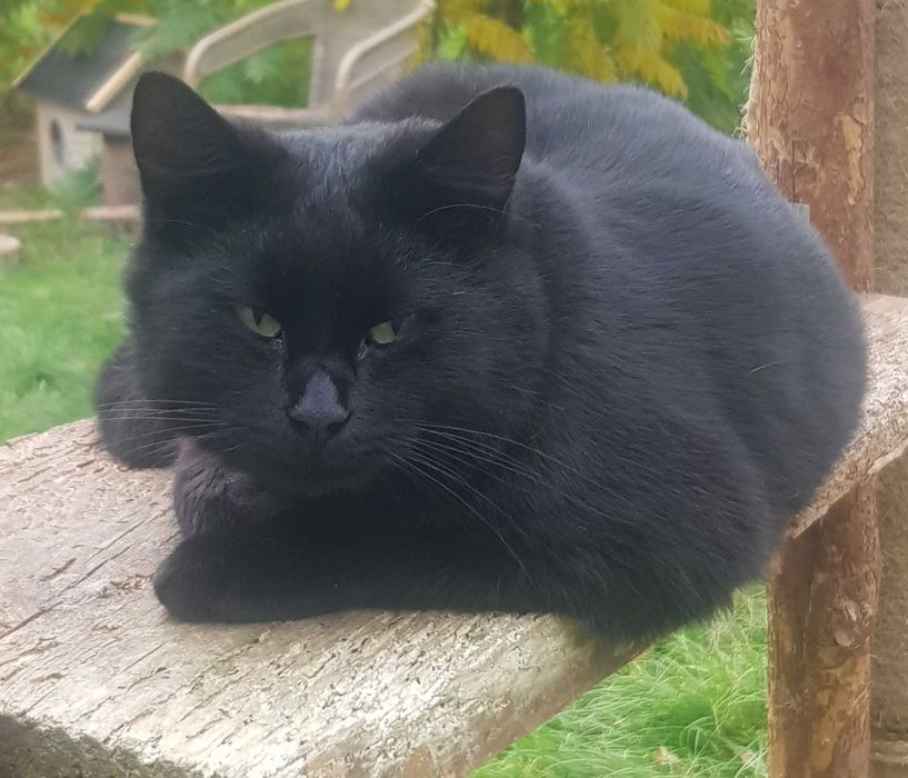 Onyx kocurek do adopcji