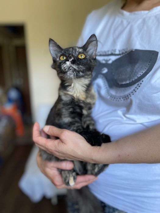 Котята отдам котенок девочка