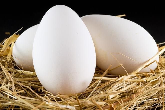 Продам гусині яйця для інкубації, трьохрічних гусей породи легарт.