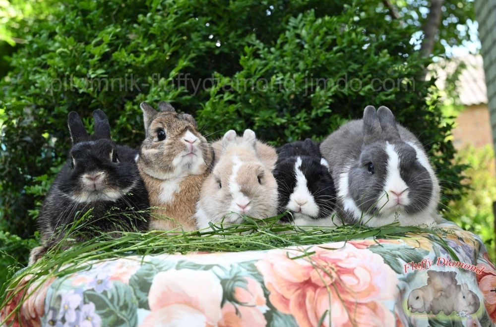 Приголомшливо милий карликовий кролик! Малюк з розплідника