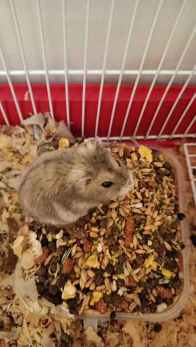 casa e bebedouro para hamster