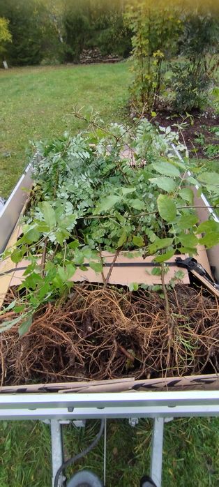 lipa brzoza akacja klon czeremcha dąb  ałycza drzewka sadzonki drzewko