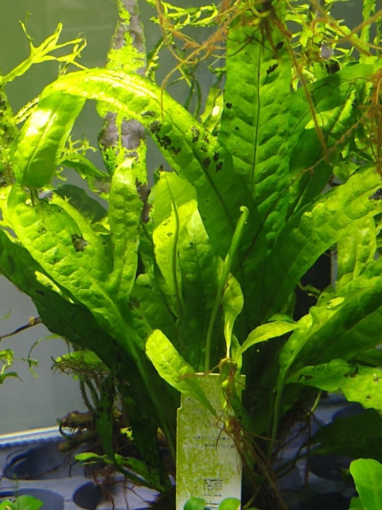 Rośliny akwariowe/roślina do akwarium/ Microsorum pteropus
