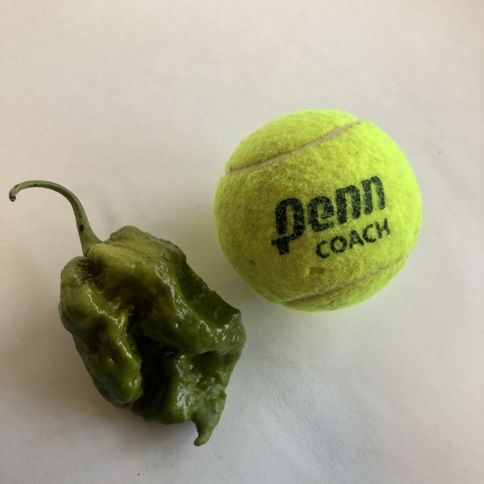 Sementes das Pimentas/Malaguetas/Piri-Piris mais picantes do mundo