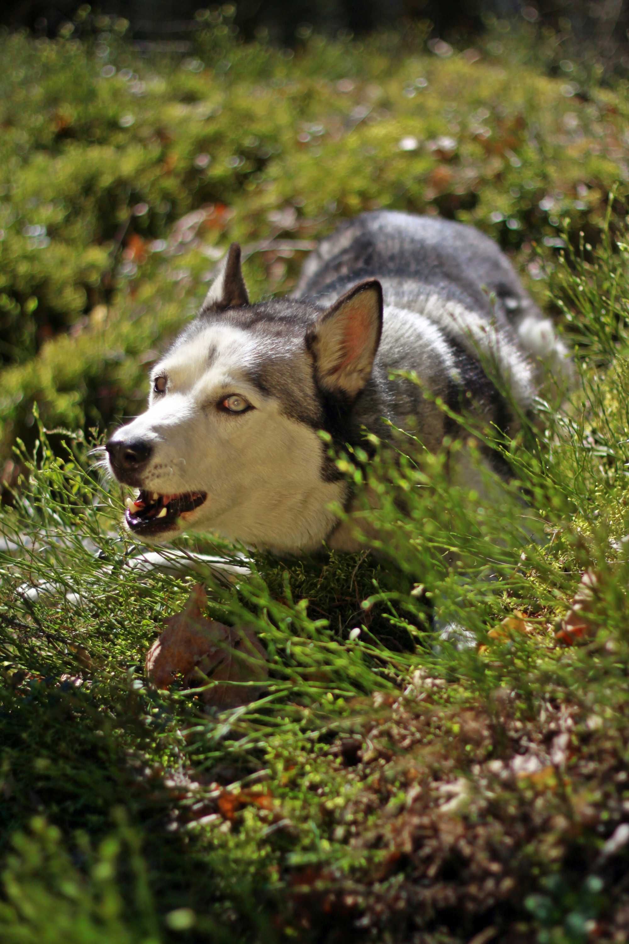 Suczka husky Gaja, zrównoważona, mądra idealna na pierwszego husky