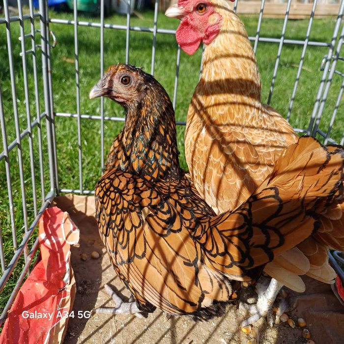 Kurki Sebrytki parka