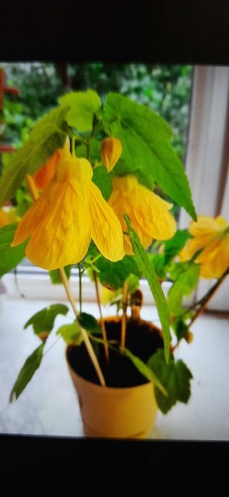 Продаются черенки абутилона