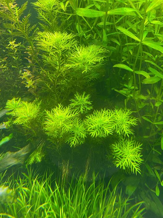 Hottonia palustris - okrężnica bagienna