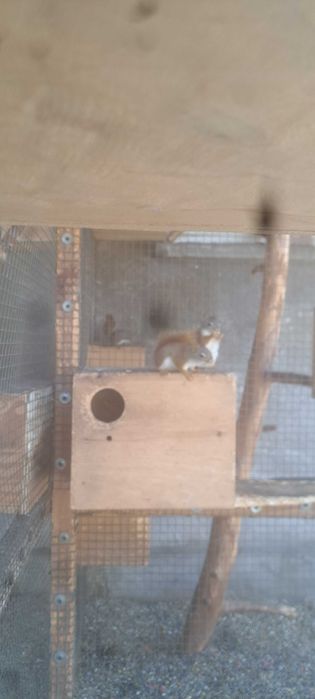 Sprzedam wiewiórki Hudson