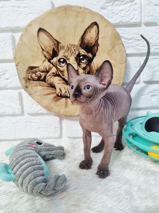 Kocurek niebieski Sfinks FPL Donat odbiór przed świętami