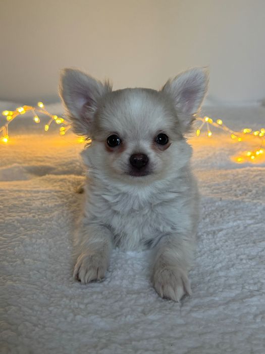 Śliczny długowłosy piesek chihuahua FCI ZkwP