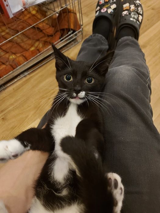 Kapitan - kociak urodzony 06-2025 szuka domu!!