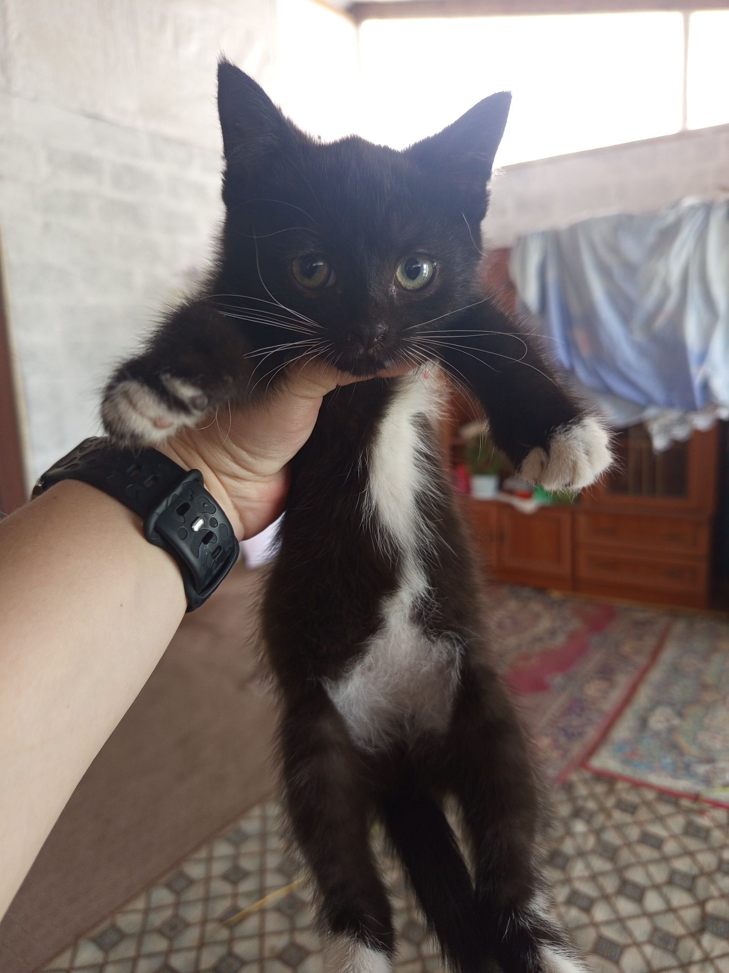 2 Киці 2 місяці безкоштовно