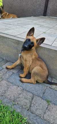 Owczarek belgijski Malinois