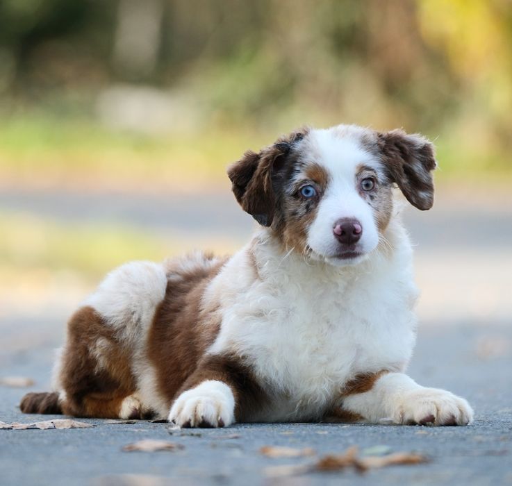 Piesek miniaturowy owczarek amerykański ZKwP/FCI