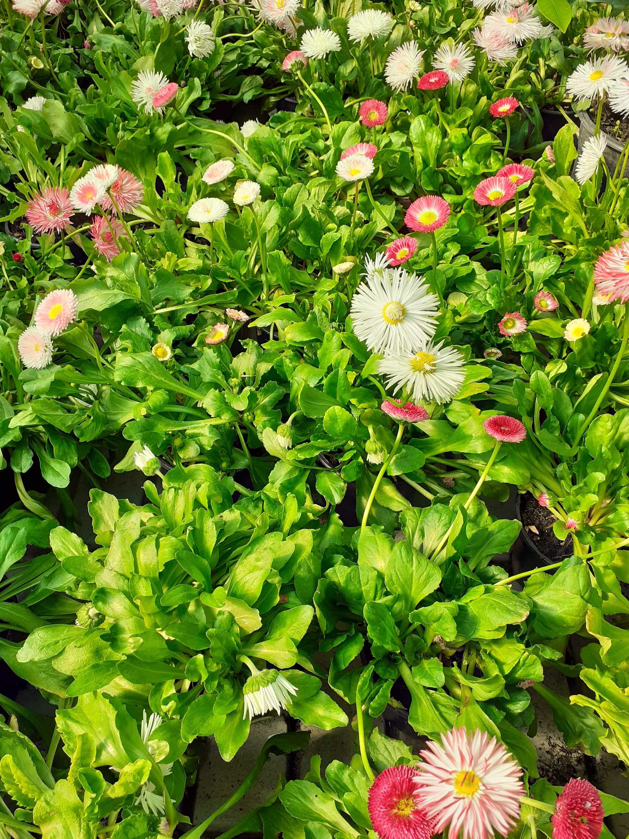 Plantas para canteiros