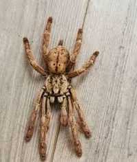 Паук птицеед Stromatopelma calceatum  L 7-8 самка 
Адульт самка