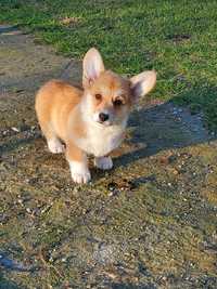 Welsh Corgi Pembroke suczka