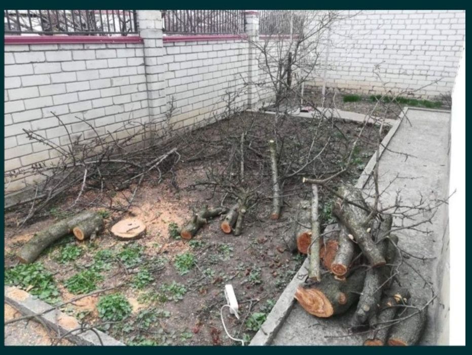 Спіл та розспил дерев