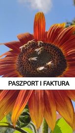 Słonecznik ozdobny nasiona paszport faktura