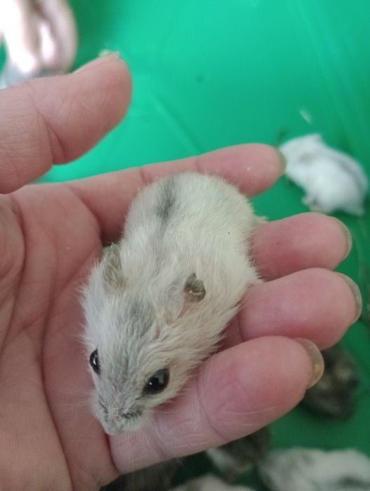 Продам хом'ячат джунгариків