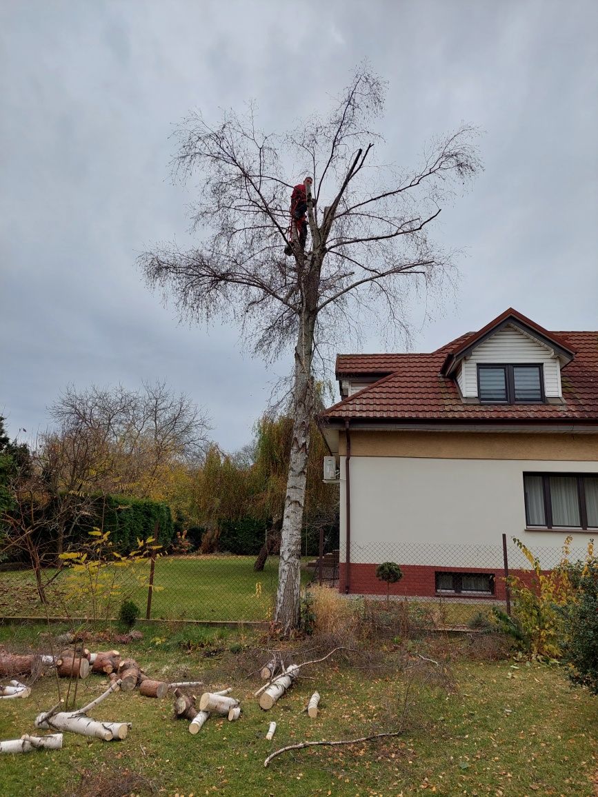 wycinka drzew karczowanie rębak skup drzew na pniu podnośnik koszowy