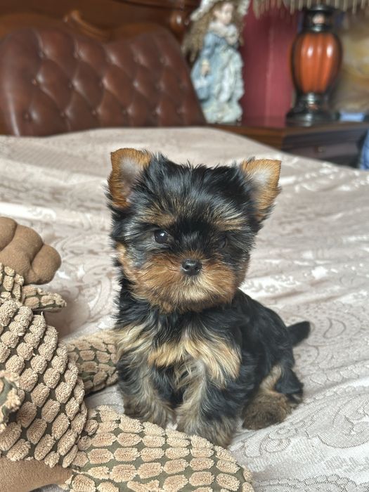 Маленька розкіш бебі