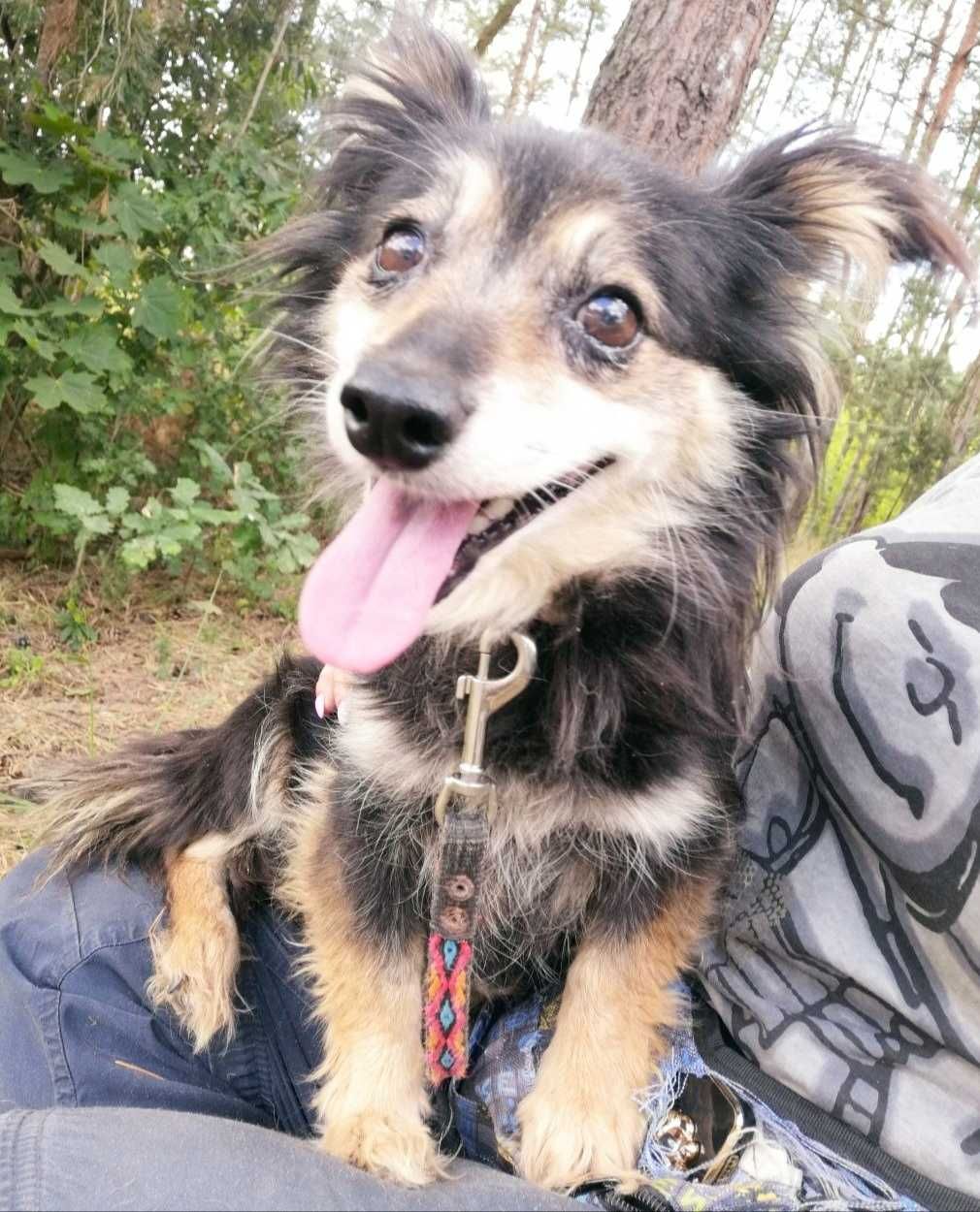 Mała (6kg), KUDŁATA suczka do spokojnego domu