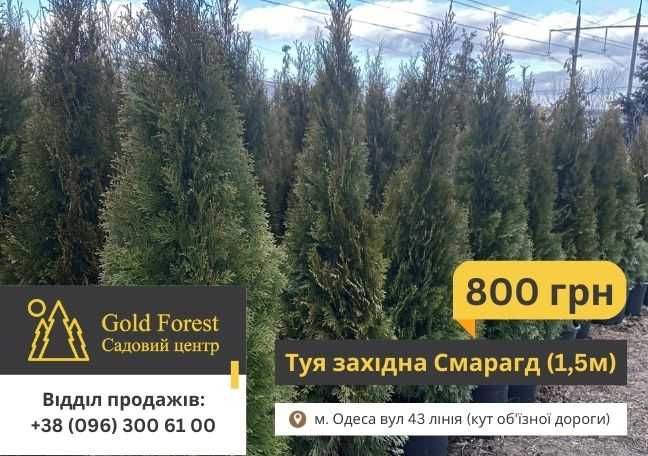Деревья живые крупномеры