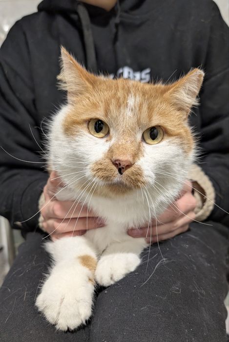 Biało-rudy miś szuka domu