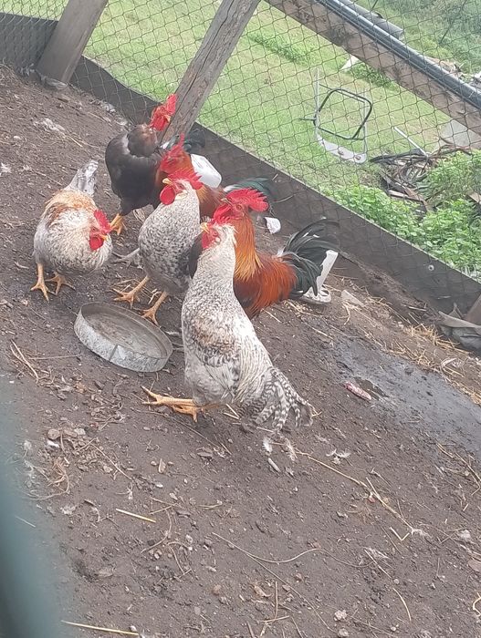 Koguty na rosół lub do chowu