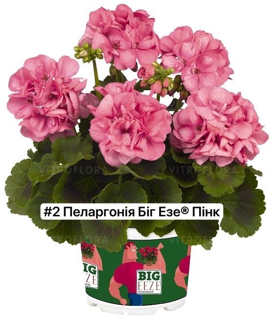 Піларгонія 55грн