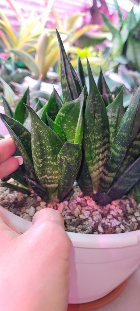 Сансевієрія / sansevieria Gaster