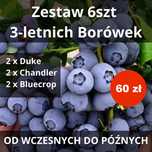 Zestaw Borówka od wczesnych do późnych 2xDuke, 2xChandler, 2xBluecrop
