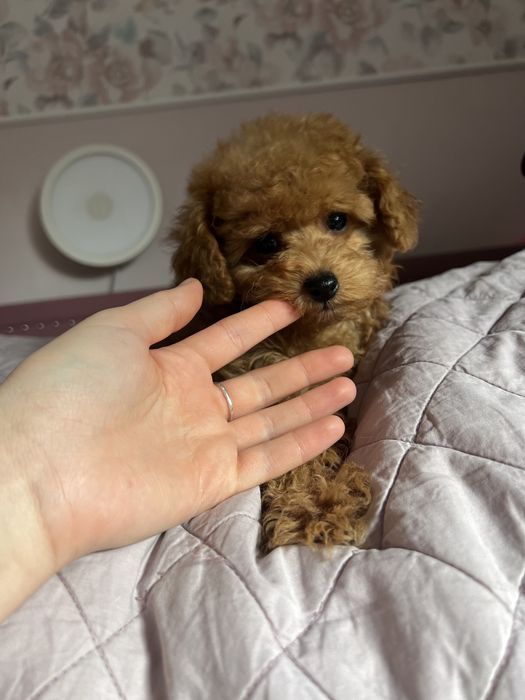 Pudelek toy chłopak gotowy do zmiany domu