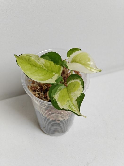 Epipremnum Global Japanesse sadzonki szczytowe