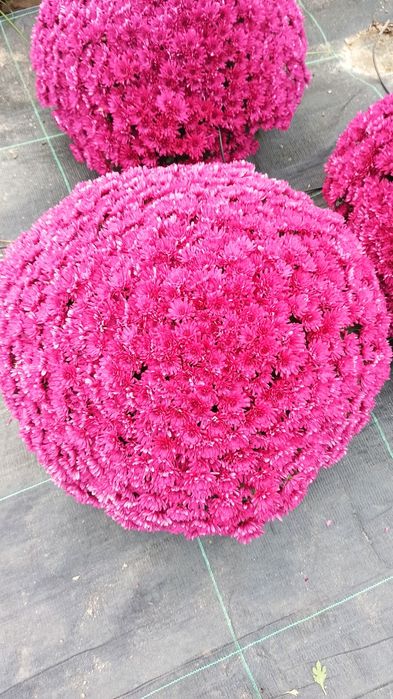 Sprzedam chryzantemy