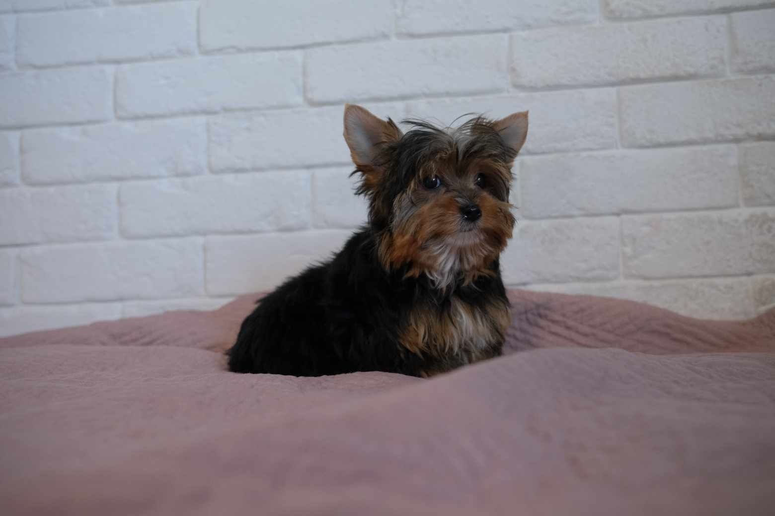 Mini sunia Yorkshire terrier