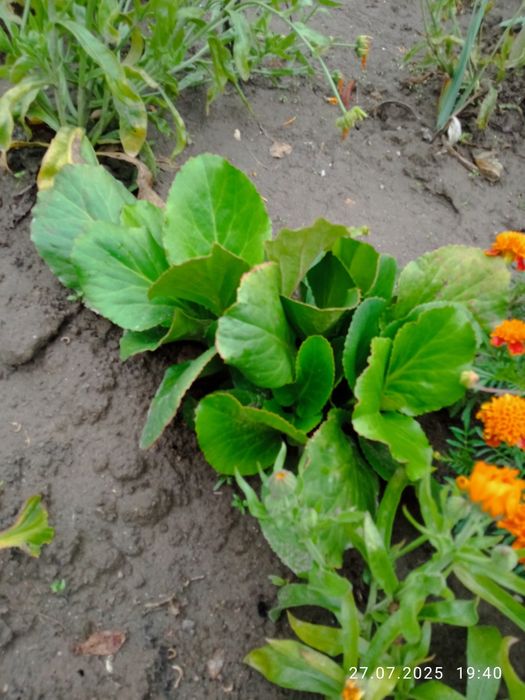 Bergenia sercolistna różowa - bylina ogrodowa