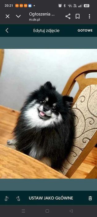 Suczka szpic miniaturowy/ pomeranian