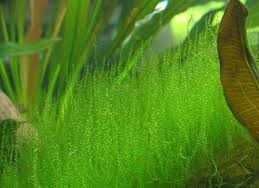 Мох Стринги / Stringy moss / Leptodictyum riparium