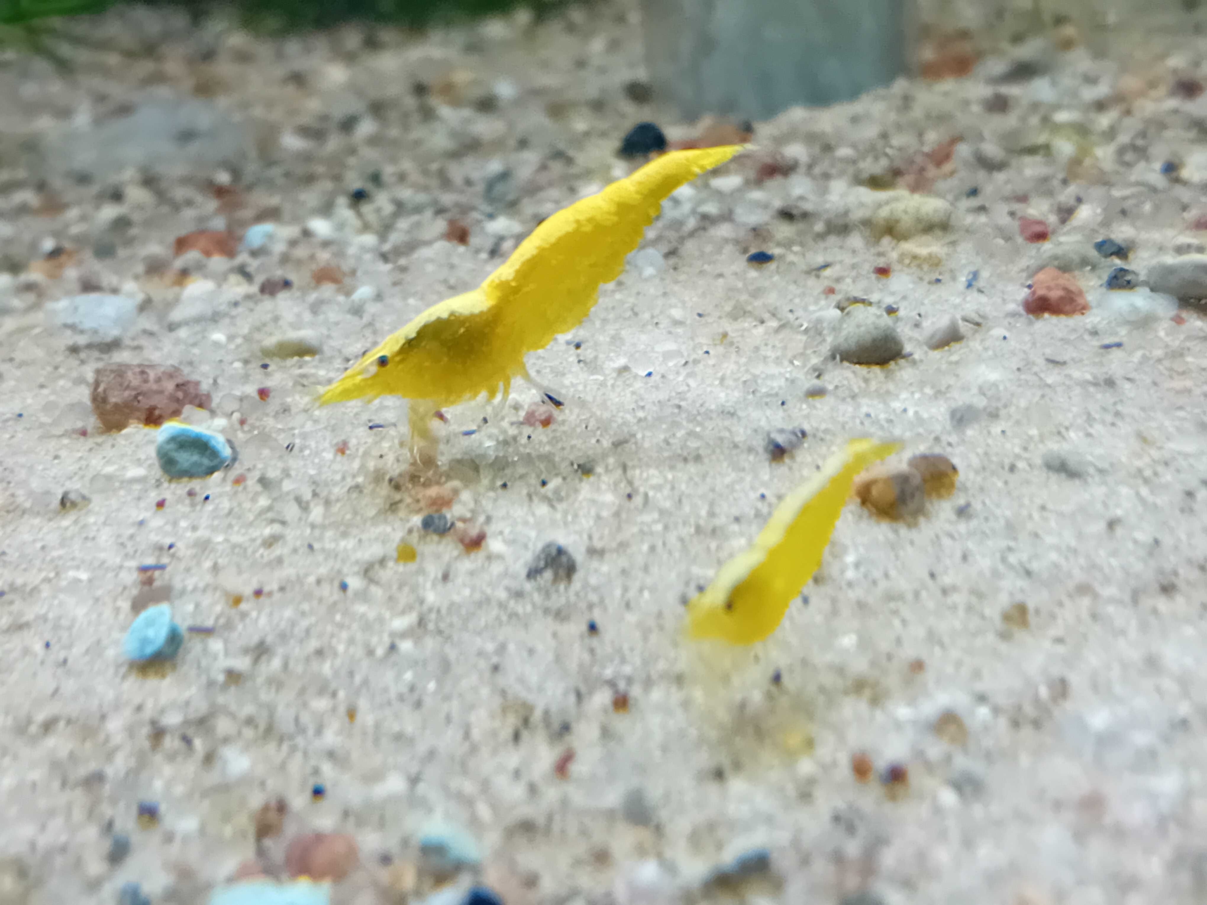 Krewetka Neocaridina heteropoda "Yellow Neon "