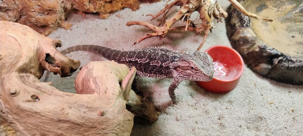 Agama brodata z terrarium