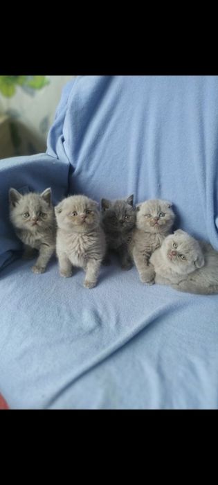 Шотландские котята