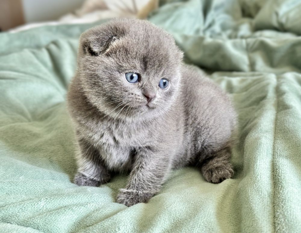 Gatinha Scottish Fold (blue)