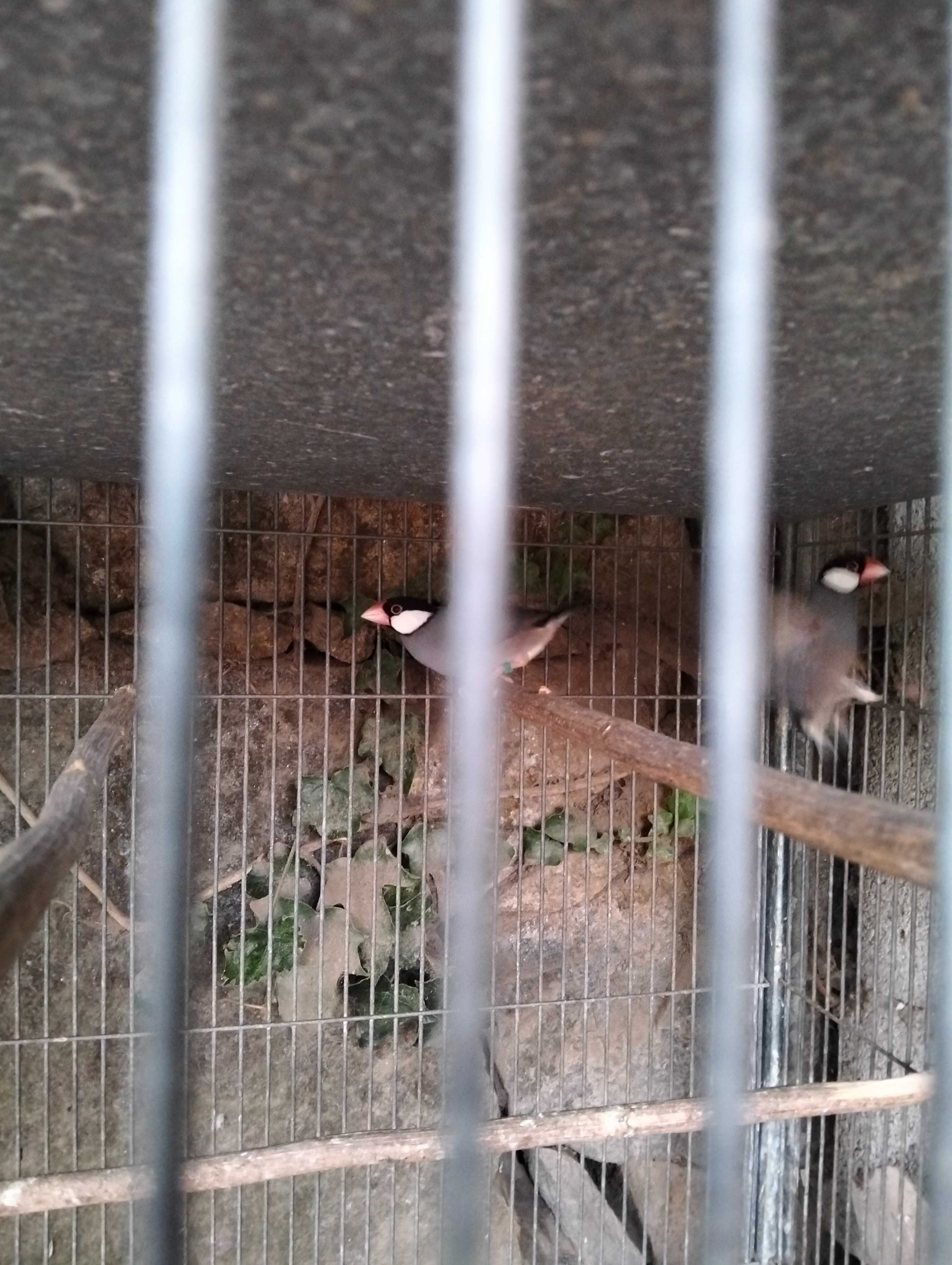 Ring necks, kakarikis e pardal de java
