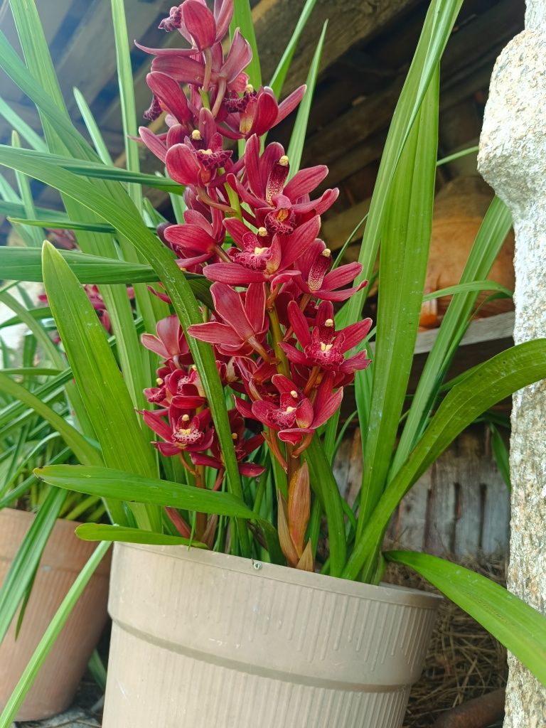 Vaso de orquídeas