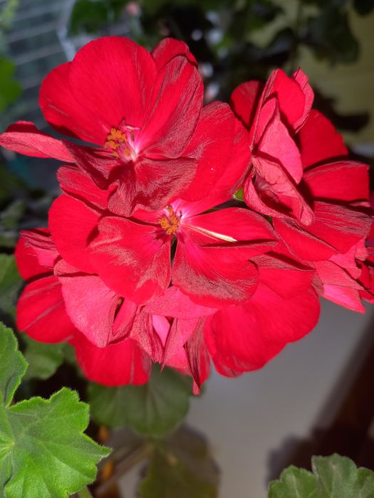 Пеларгонія зональна , герань