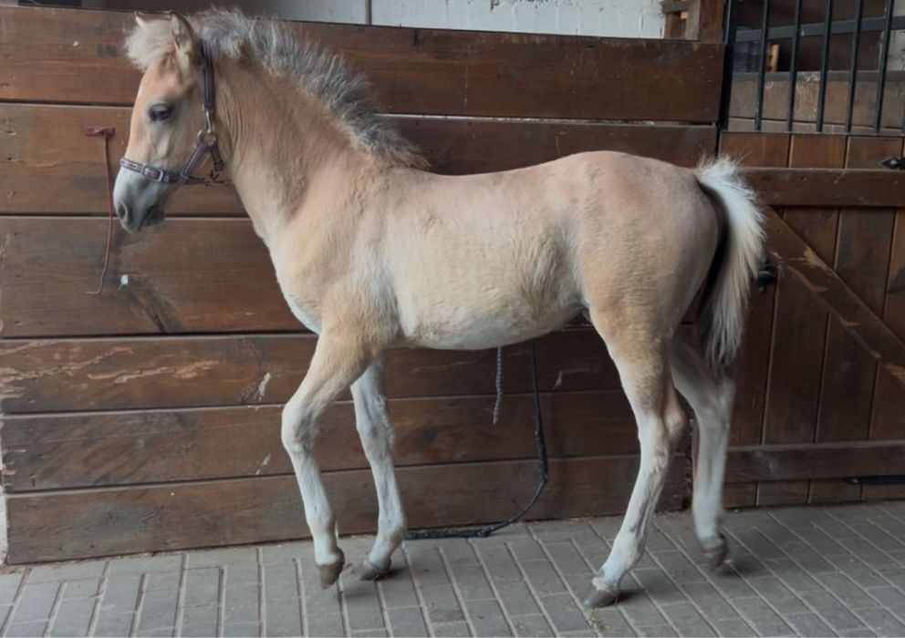 Odsadek zrebak klacz haflinger i fiord
